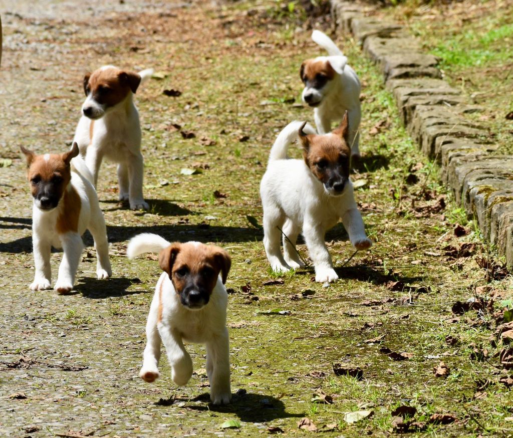 chiot Fox Terrier Poil lisse Belfox