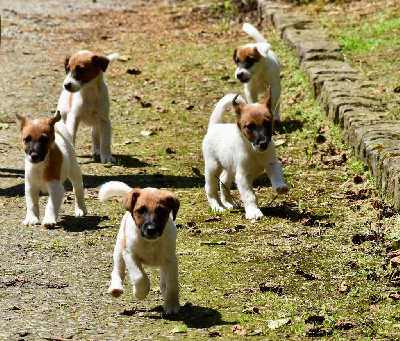 Belfox - Fox Terrier Poil lisse - Portée née le 10/04/2024
