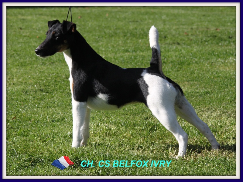 CH. Belfox Ivry