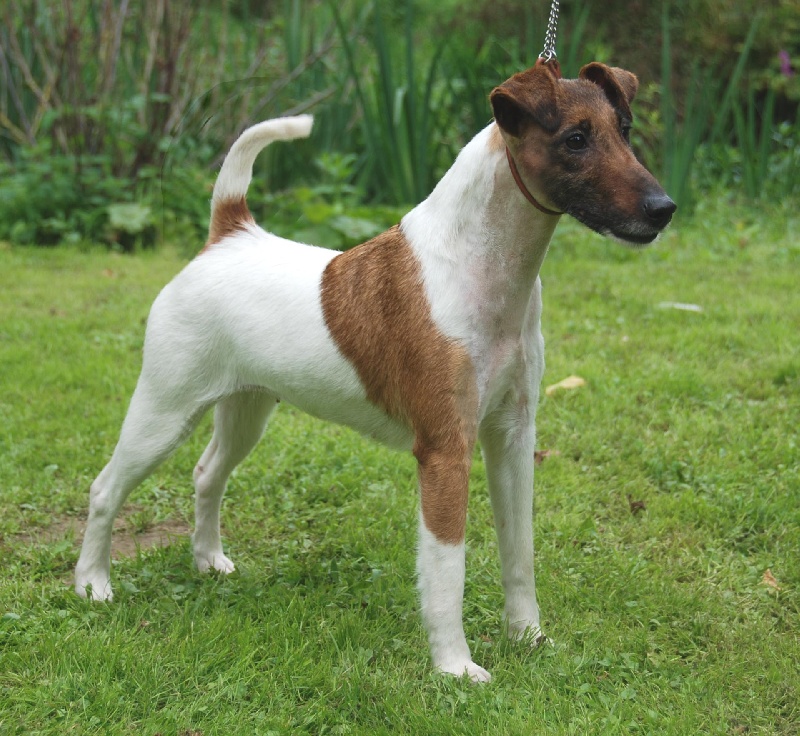Belfox Elstar